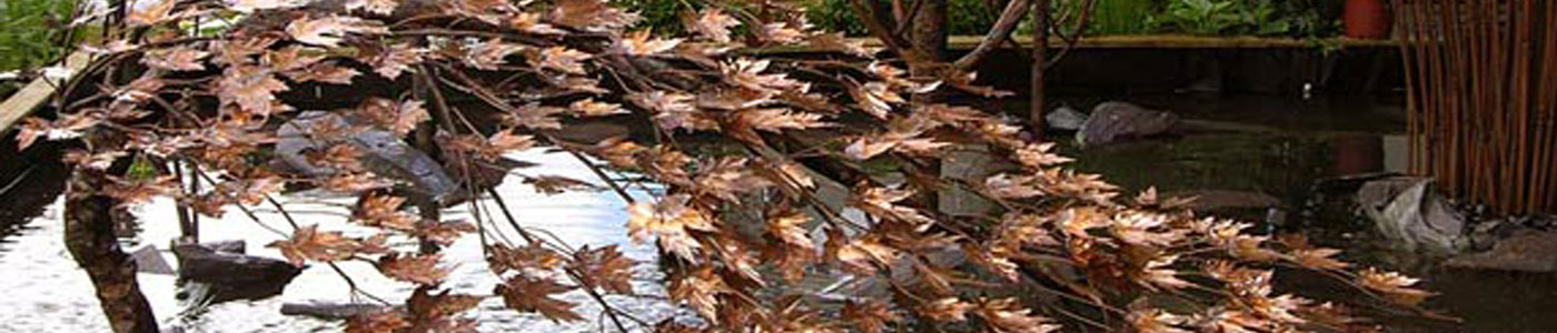 یاس نو ایرانیان